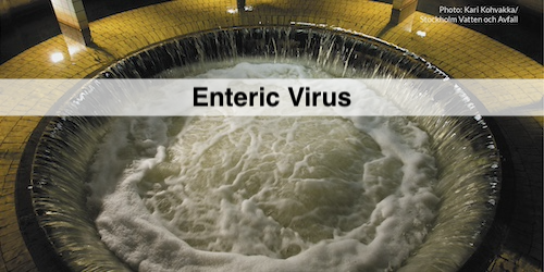 Thumbnail for Wastewater: Enteric Virus Quantification (GU)