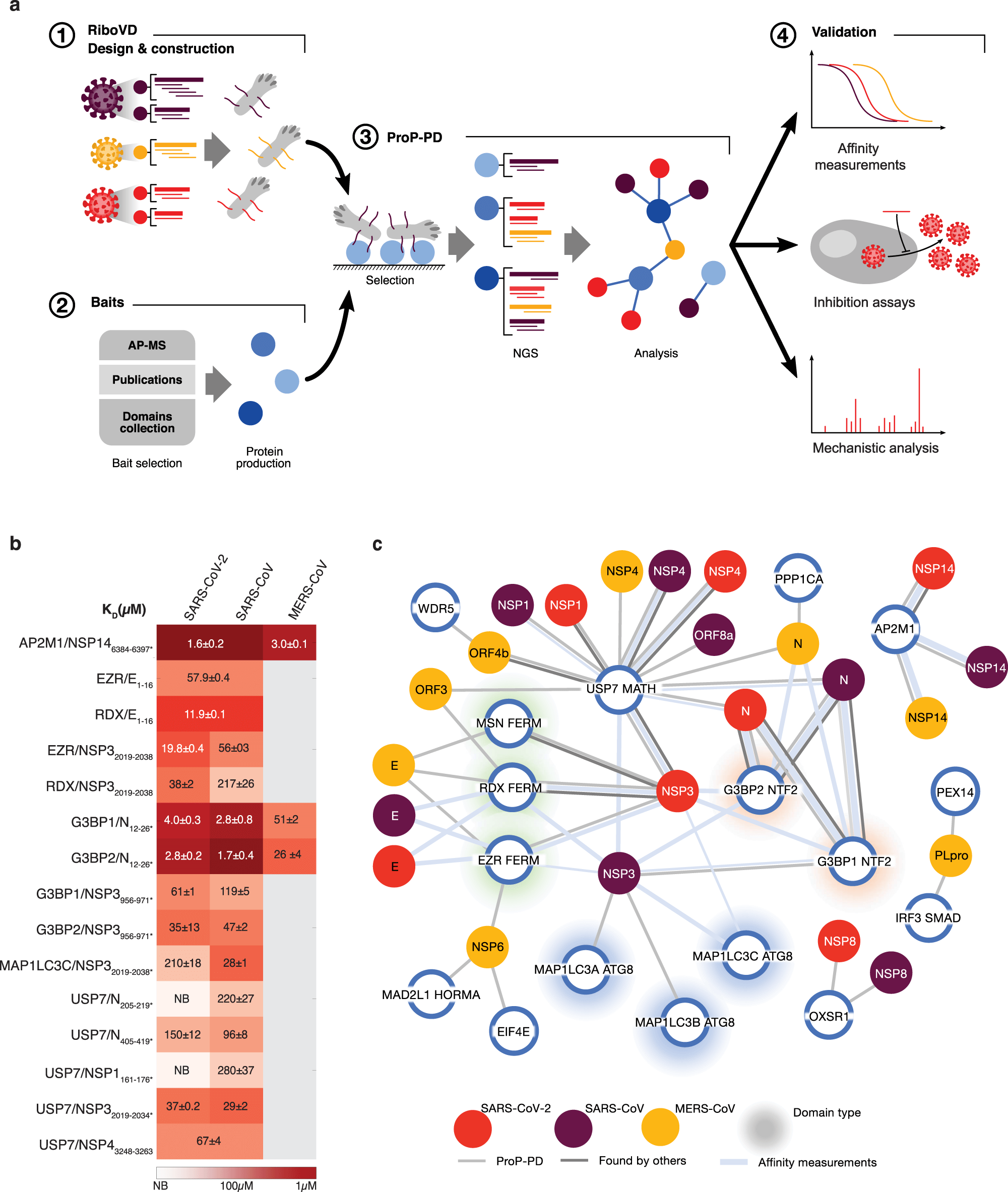 Host factor interaction between human G3BP proteins and SARS-CoV-2 N-protein could represent an antiviral target