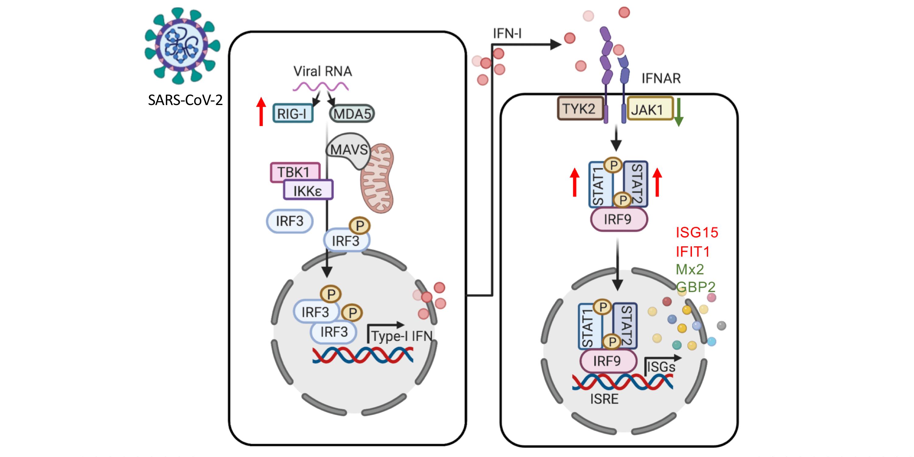 Interferon signatures in SARS-CoV-2 infected liver cells could provide knowledge for new antiviral therapies