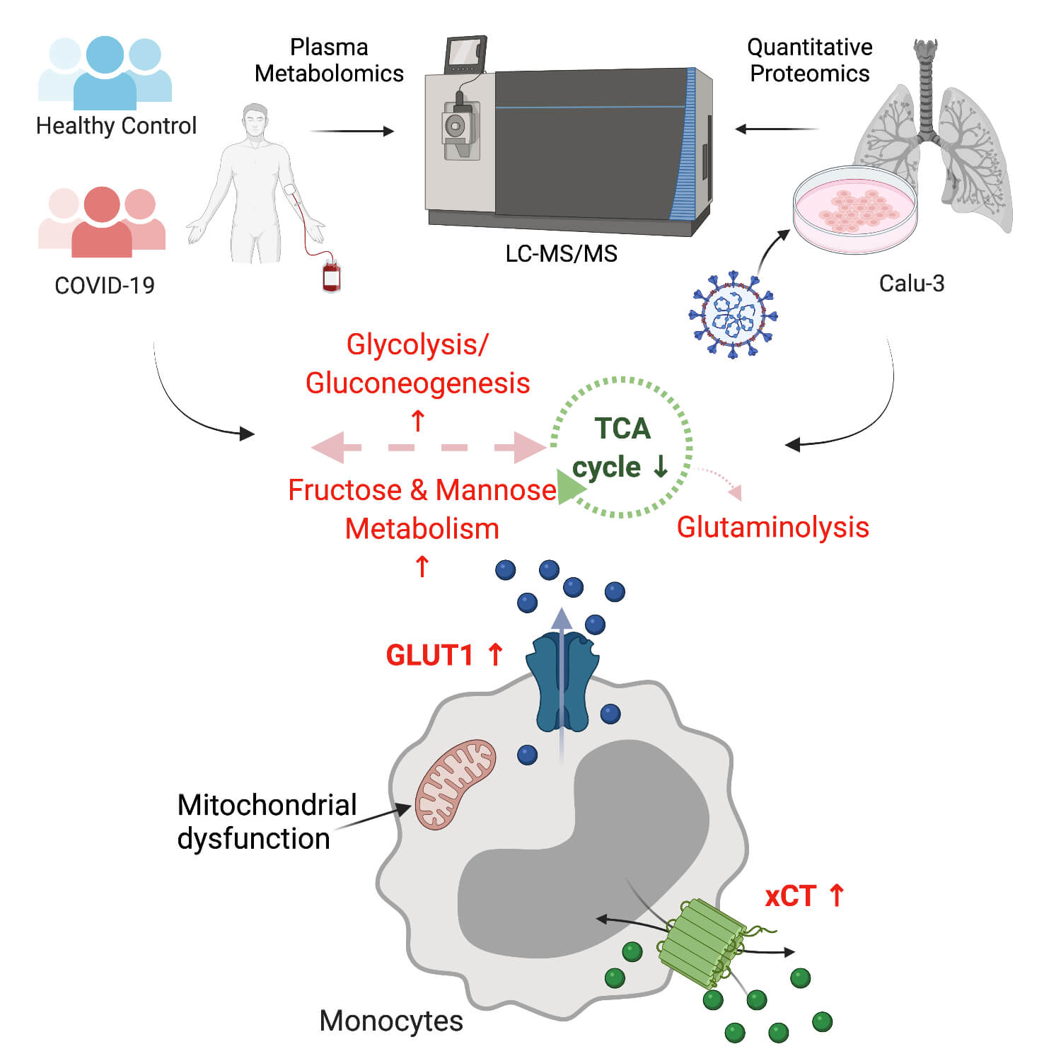 Metabolic perturbation of SARS-CoV-2 as a potential future therapeutic target