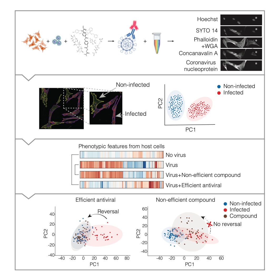 New phenomics method for antiviral drug discovery may help to fight COVID-19