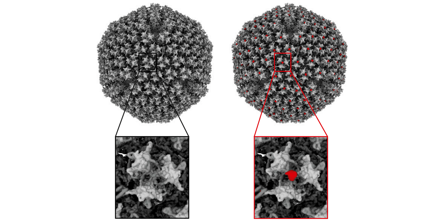 Mechanism of entry used by human species D adenoviruses proving important for COVID-19 vaccine development