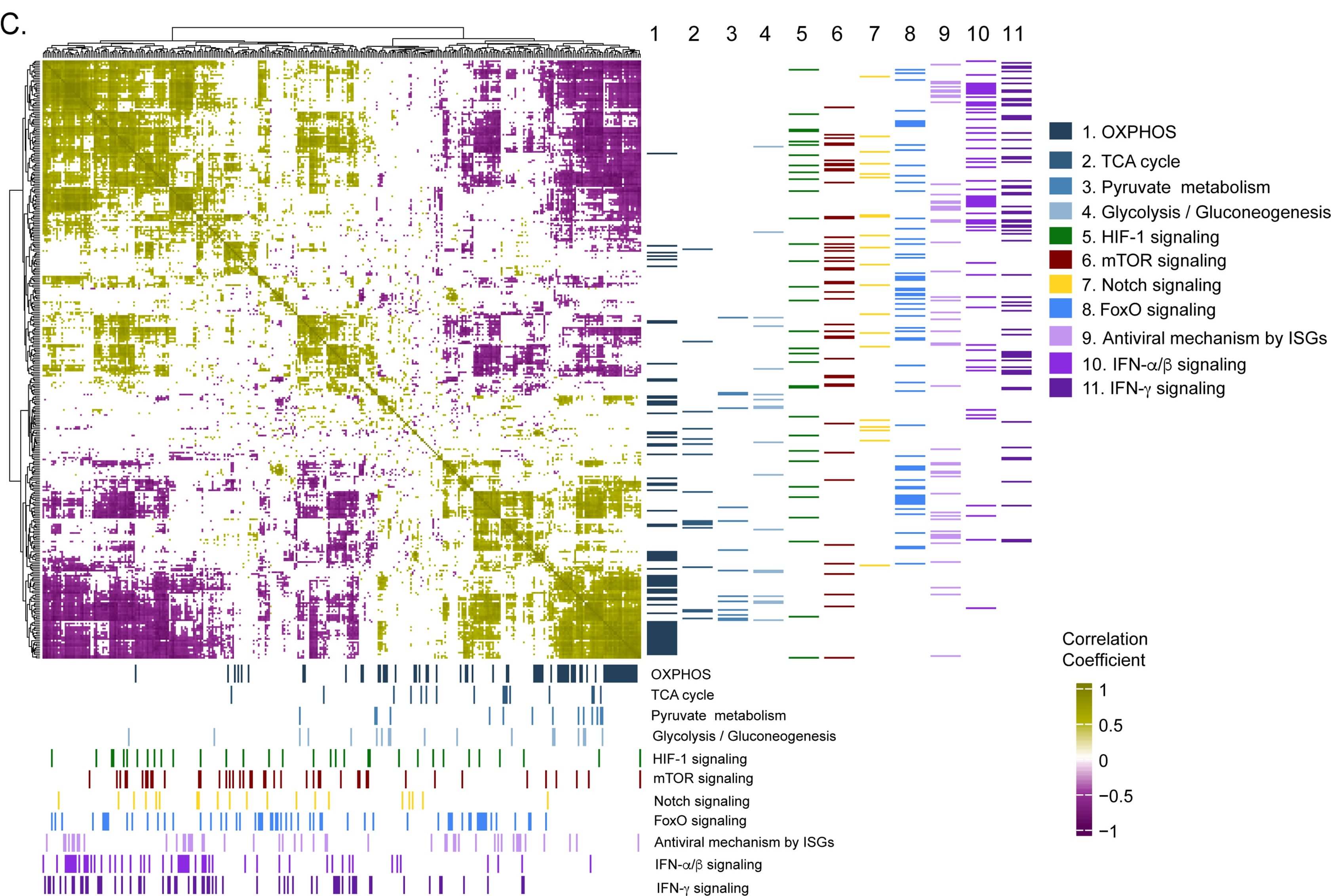 Study of host-viral interactions of Crimean-Congo haemorrhagic fever identified potential new drugs