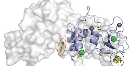 Interactions between fragments and SARS-CoV-2 nsp10 provide insight into the viral replications