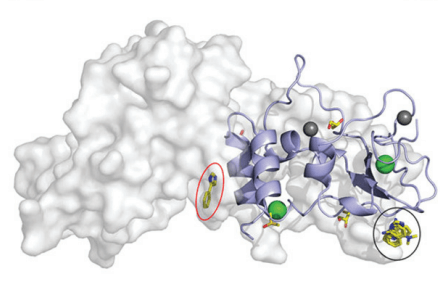 Interactions between fragments and SARS-CoV-2 nsp10 provide insight into the viral replications