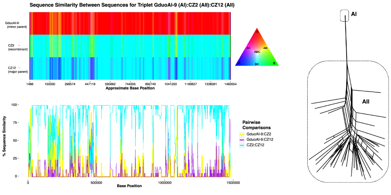 Host range expansion in Giardia duodenalis linked to Muller's Ratchet