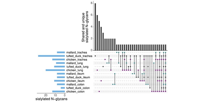 New data highlight on the incompatablility of receptors in influenza A transmission