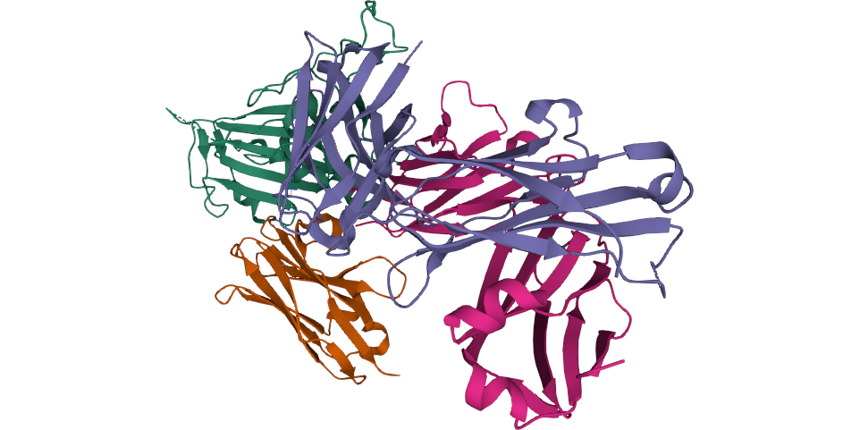 Nanobodies promising new therapeutics for treatment of SARS CoV-2