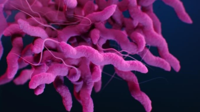 Outbreak of Campylobacter in Sweden